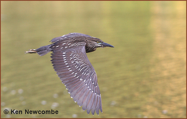 Anomalous Night Heron